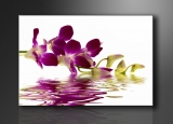 Dekorační obraz 80x60cm - 1 díl - 4132 - Orchidej