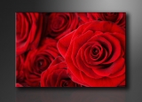 Dekorační obraz 120x80cm - 1 díl - 5058 - Růže