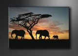 Dekorační obraz 120x80cm - 1 díl - 5066 - Afrika