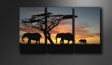 Dekorační obraz 160x90cm - 3 díly - 1066 - Afrika