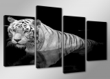 Dekorační obraz 130x80cm - 4 díly - 6176 - Bílý tygr